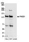 Formin Homology 2 Domain Containing 1 antibody, A304-824A, Bethyl Labs, Western Blot image 