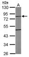 Tubulin Tyrosine Ligase Like 10 antibody, NBP2-20755, Novus Biologicals, Western Blot image 