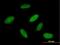 RNA Binding Motif Protein 23 antibody, H00055147-B01P, Novus Biologicals, Immunocytochemistry image 