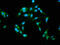 Nuclear Factor Of Activated T Cells 3 antibody, CSB-PA615540LA01HU, Cusabio, Immunofluorescence image 