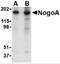 Reticulon 4 antibody, 4087, ProSci Inc, Western Blot image 
