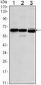 Complement C1s antibody, orb318810, Biorbyt, Western Blot image 
