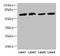 Centrosomal Protein 63 antibody, LS-C371750, Lifespan Biosciences, Western Blot image 