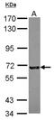 Kizuna Centrosomal Protein antibody, NBP2-17065, Novus Biologicals, Western Blot image 
