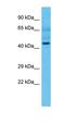 Mitochondrial tRNA-specific 2-thiouridylase 1 antibody, orb325419, Biorbyt, Western Blot image 