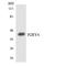 P2Y purinoceptor 4 antibody, LS-C200443, Lifespan Biosciences, Western Blot image 