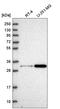 NSE2 (MMS21) Homolog, SMC5-SMC6 Complex SUMO Ligase antibody, HPA051614, Atlas Antibodies, Western Blot image 
