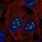 BLCAP Apoptosis Inducing Factor antibody, NBP2-54983, Novus Biologicals, Immunofluorescence image 