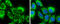 Mitochondrial glutamate carrier 1 antibody, GTX110700, GeneTex, Immunocytochemistry image 