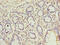 Chromosome 9 Open Reading Frame 16 antibody, orb354211, Biorbyt, Immunohistochemistry paraffin image 