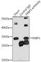 FKBP Prolyl Isomerase 3 antibody, 22-545, ProSci, Immunoprecipitation image 