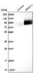 Serine And Arginine Rich Splicing Factor 11 antibody, NBP1-87381, Novus Biologicals, Western Blot image 