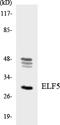 ETS-related transcription factor Elf-5 antibody, LS-C291926, Lifespan Biosciences, Western Blot image 