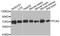 Phosphoenolpyruvate Carboxykinase 2, Mitochondrial antibody, A8446, ABclonal Technology, Western Blot image 