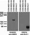 Nuclear Receptor Binding SET Domain Protein 3 antibody, 73-322, Antibodies Incorporated, Western Blot image 