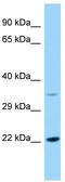 ER lumen protein retaining receptor 2 antibody, TA332203, Origene, Western Blot image 