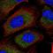 Growth Arrest Specific 6 antibody, HPA056080, Atlas Antibodies, Immunofluorescence image 