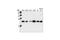 Cytochrome C, Somatic antibody, 4272S, Cell Signaling Technology, Western Blot image 