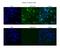 Splicing Factor 3a Subunit 1 antibody, PA5-41802, Invitrogen Antibodies, Immunofluorescence image 