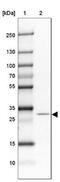 Methyltransferase Like 9 antibody, NBP2-31564, Novus Biologicals, Western Blot image 