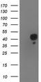 NudE Neurodevelopment Protein 1 Like 1 antibody, CF503058, Origene, Western Blot image 