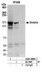 Drosha Ribonuclease III antibody, A301-886A, Bethyl Labs, Immunoprecipitation image 