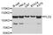 Phospholipase D2 antibody, A10192, ABclonal Technology, Western Blot image 