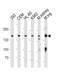 Plakophilin 4 antibody, LS-B13782, Lifespan Biosciences, Western Blot image 