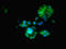 PHD1 antibody, orb238365, Biorbyt, Immunofluorescence image 