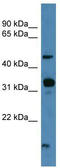 Neuropeptide FF receptor 2 antibody, TA342654, Origene, Western Blot image 