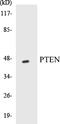 Phosphatase And Tensin Homolog antibody, EKC1488, Boster Biological Technology, Western Blot image 
