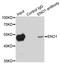 Enolase 1 antibody, LS-C331216, Lifespan Biosciences, Immunoprecipitation image 