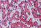 Stearoyl-CoA Desaturase antibody, MBS421254, MyBioSource, Immunohistochemistry frozen image 