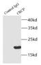 CGRP Receptor Component antibody, FNab01955, FineTest, Immunoprecipitation image 