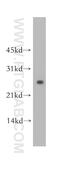 Latexin antibody, 13056-1-AP, Proteintech Group, Western Blot image 