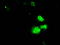 Replication Protein A2 antibody, TA500765, Origene, Immunofluorescence image 