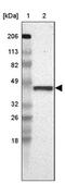 Family With Sequence Similarity 81 Member A antibody, PA5-51644, Invitrogen Antibodies, Western Blot image 