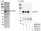 WARTS antibody, A300-477A, Bethyl Labs, Immunoprecipitation image 