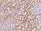 Solute carrier family 22 member 8 antibody, 203592-T08, Sino Biological, Immunohistochemistry paraffin image 