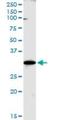 BUD23 RRNA Methyltransferase And Ribosome Maturation Factor antibody, H00114049-B01P, Novus Biologicals, Western Blot image 