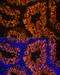 Lactate Dehydrogenase C antibody, 15-825, ProSci, Immunofluorescence image 