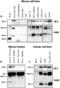 BCL2 Like 11 antibody, ALX-804-352-C100, Enzo Life Sciences, Western Blot image 