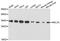 60S ribosomal protein L7a antibody, A08246, Boster Biological Technology, Western Blot image 