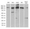 Importin-5 antibody, LS-C796180, Lifespan Biosciences, Western Blot image 