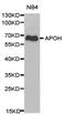SRBC antibody, TA327006, Origene, Western Blot image 