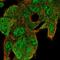 Ubiquitin Conjugating Enzyme E2 G1 antibody, HPA050551, Atlas Antibodies, Immunocytochemistry image 