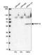 Pre-MRNA Processing Factor 19 antibody, HPA038051, Atlas Antibodies, Western Blot image 