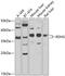Retinol Dehydrogenase 5 antibody, 23-369, ProSci, Western Blot image 