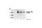 Neurotrophic Receptor Tyrosine Kinase 1 antibody, 9141S, Cell Signaling Technology, Western Blot image 