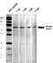 Amiloride-sensitive cation channel 2, neuronal antibody, TA326467, Origene, Western Blot image 
